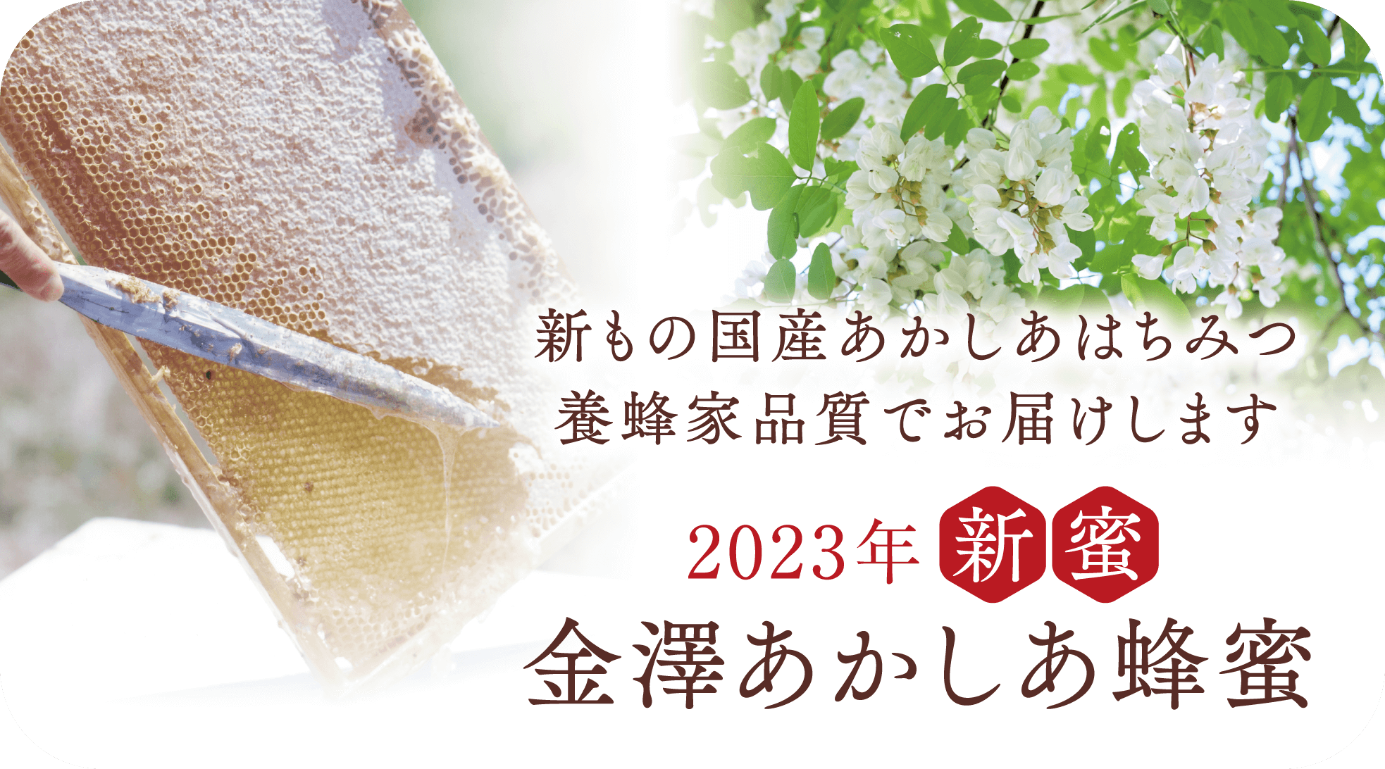 金沢・自社養蜂場産 金澤あかしあ 130g 国産 はちみつ ｜ 金澤やまぎし養蜂場オンラインショップ